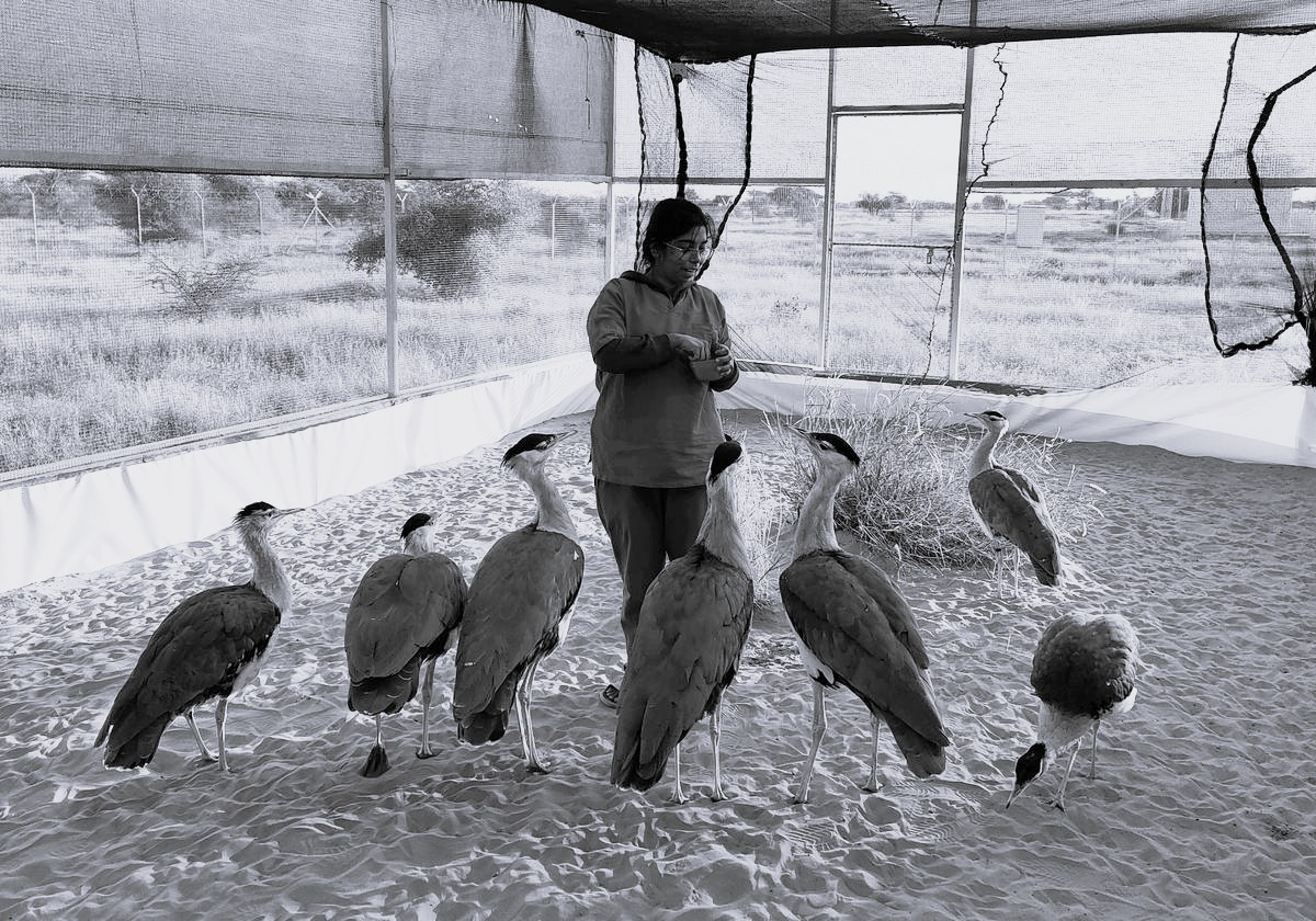 Rollapadu wildlife sanctuary - A story of conservation