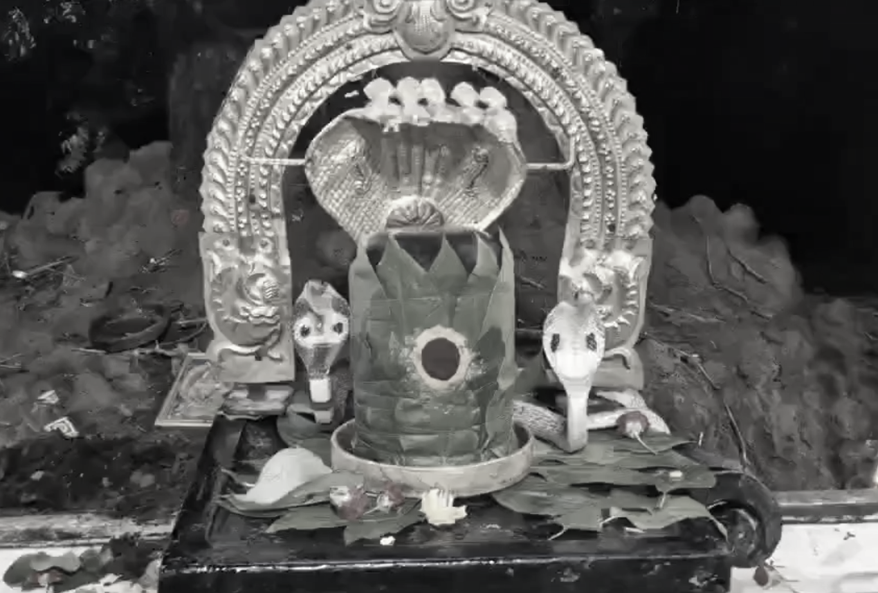 Rare white cobra spotted at Manubolu temple on Nagula chavithi