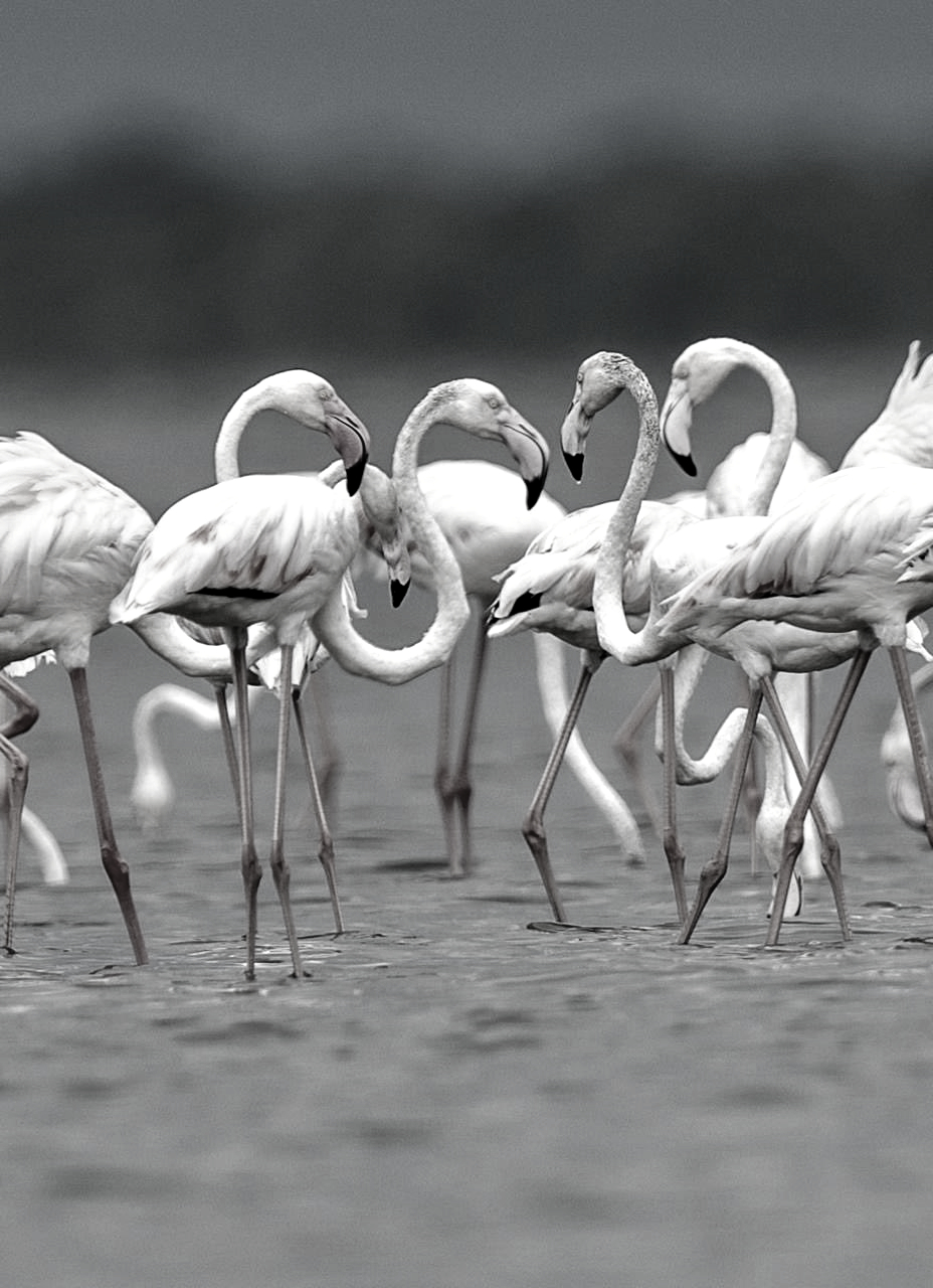 Pulicat Lake emerges as a key winter haven for migratory Flamingos