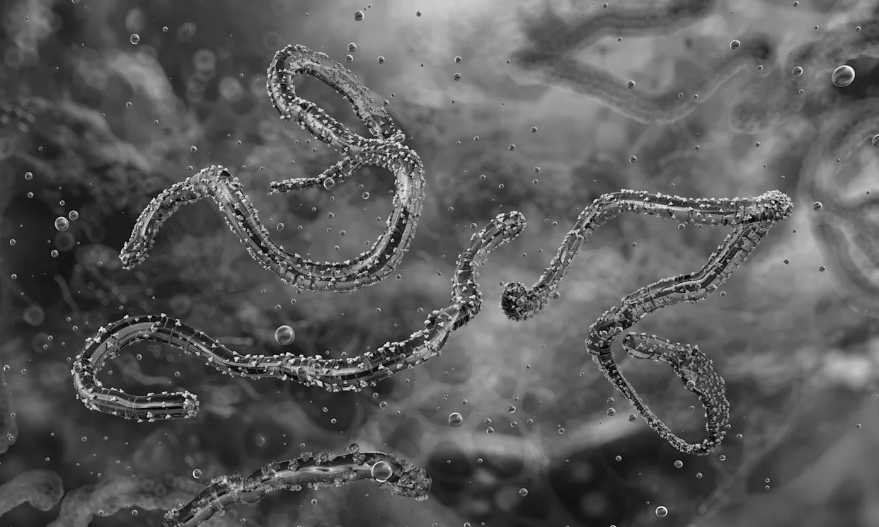 Ethiopia confirms first Marburg outbreak as fears rise over cross-border spread