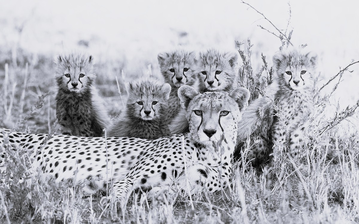 Project Cheetah shines as Mukhi welcomes five cubs in Kuno National Park