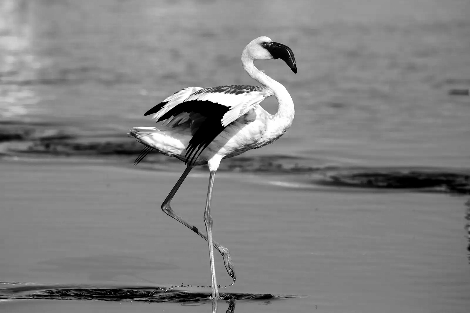 Migratory birds transform Rajasthan’s Sambhar lake into a pink winter wonderland