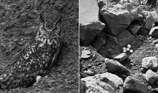 Rock eagle eggs prompt temporary shutdown of quarry operations in Telangana