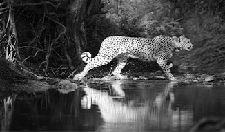 PM Modi extends wishes on International Cheetah Day, Calls for Action to Protect Cheetahs