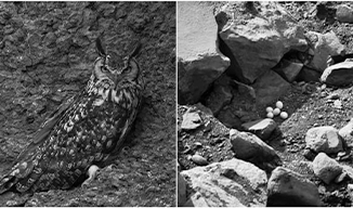 రాక్ ఈగిల్ గుడ్ల కోసం నెల రోజులు క్వారీ పనులు నిలిపివేత: పర్యావరణ పరిరక్షణకు అడుగు