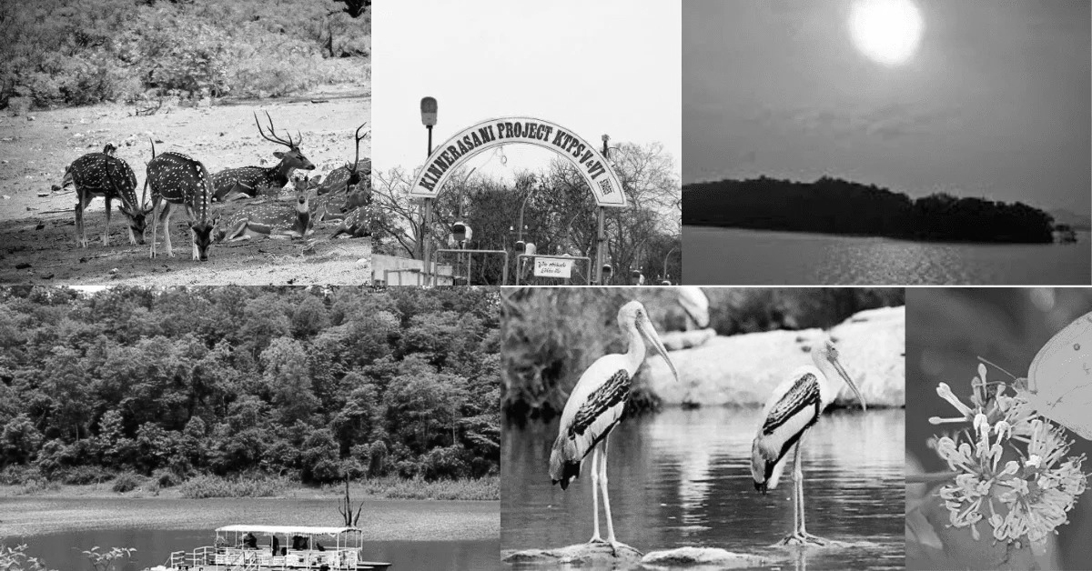 Kinnerasani Wildlife Sanctuary: A Comprehensive Overview