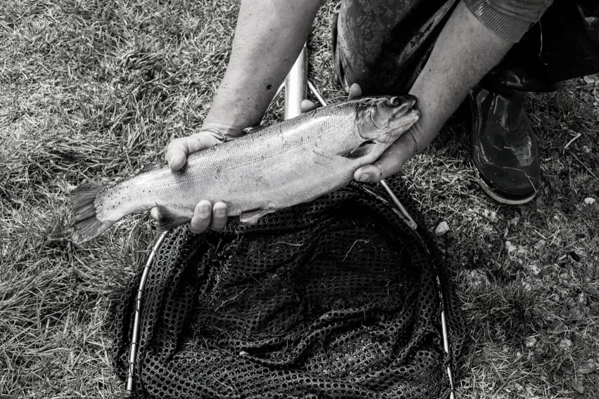 India achieves aquaculture breakthrough with launch of tropical RAS-Based trout farm