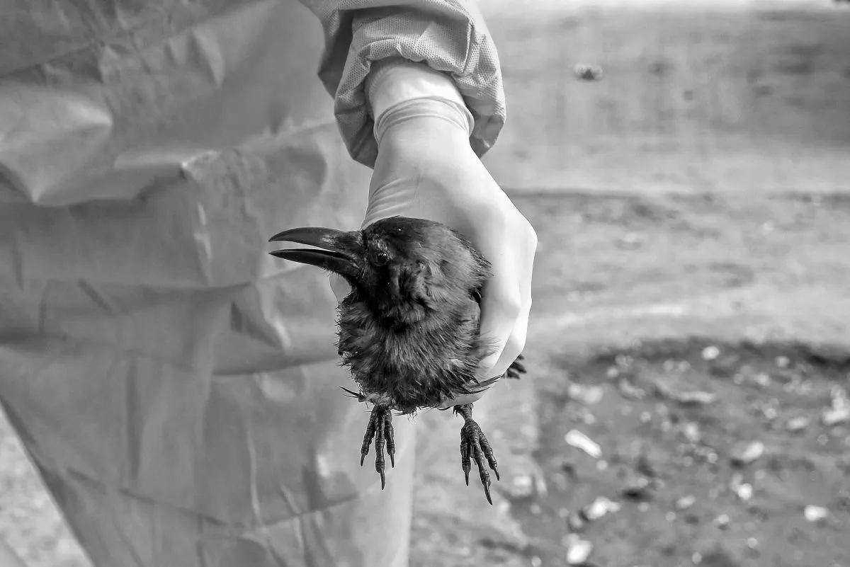 H5N1 Bird Flu detected in Crow in Kannur, authorities step up surveillance