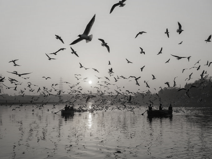 HP: Birders spot two new avian species at Pong Dam Lake, official identification underway