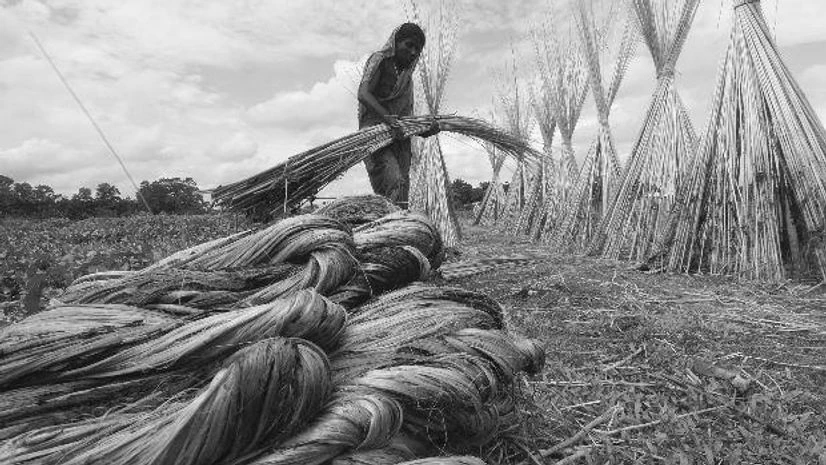 Government unveils measures to stabilise raw jute amid rising prices