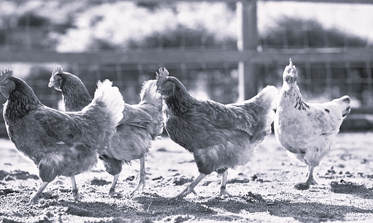 Bird Flu Outbreak Sparks High Alert in Annamayya