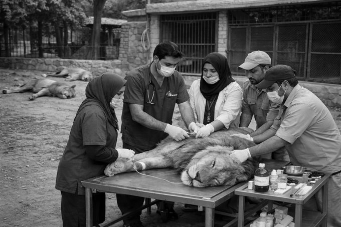 Nine lions and two giraffes euthanised at Lahore Safari Park over untreatable illnesses