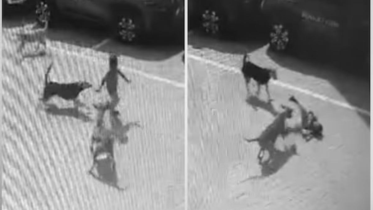 Stray Dog Attack Kills 5-Year-Old, Sparks Renewed Safety Concerns