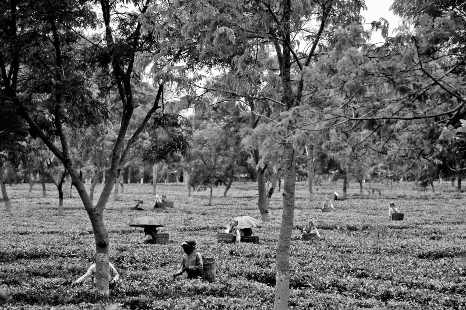 Tea Industry Calls for Structural Reforms to Ensure Financial Sustainability