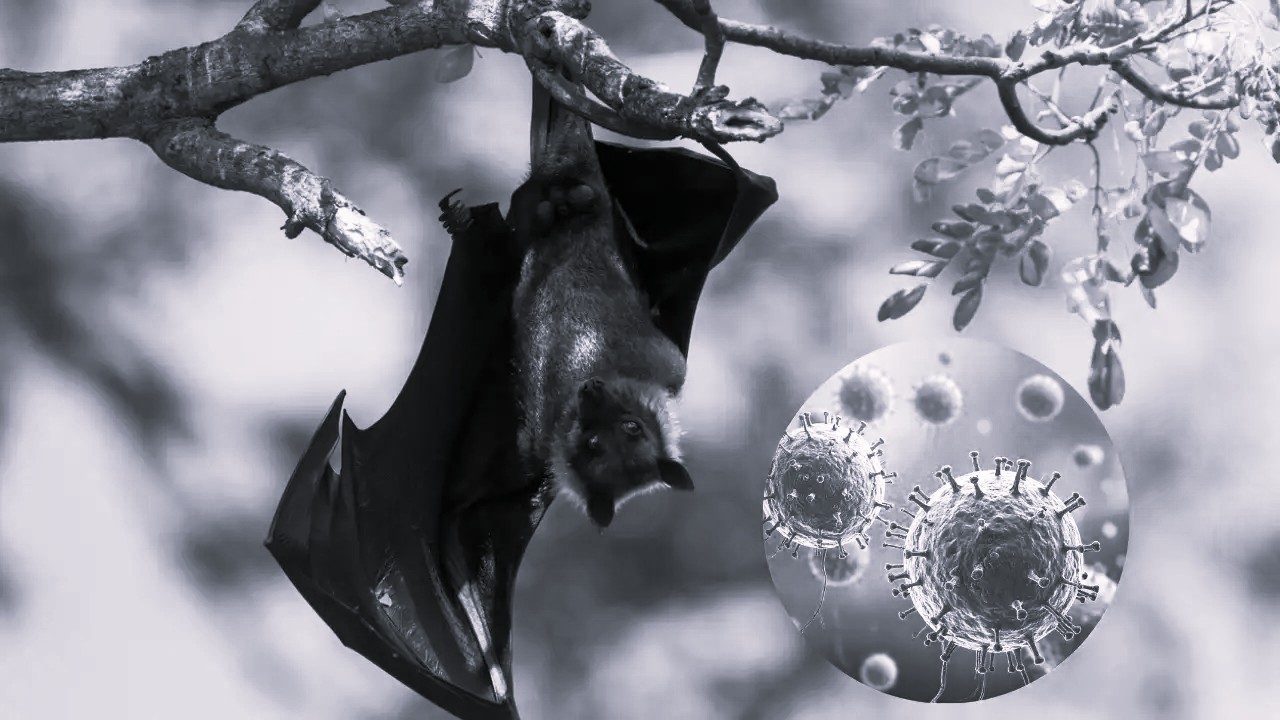 Nipah Virus: Death in the Shadow of Bats