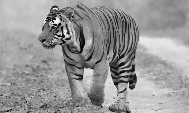 Man-animal conflict claims 420 lives in Maharashtra, Chandrapur worst hit