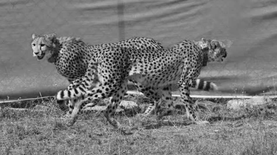 Nine more cheetahs from Botswana arrive at Kuno National Park, India’s population reaches 48
