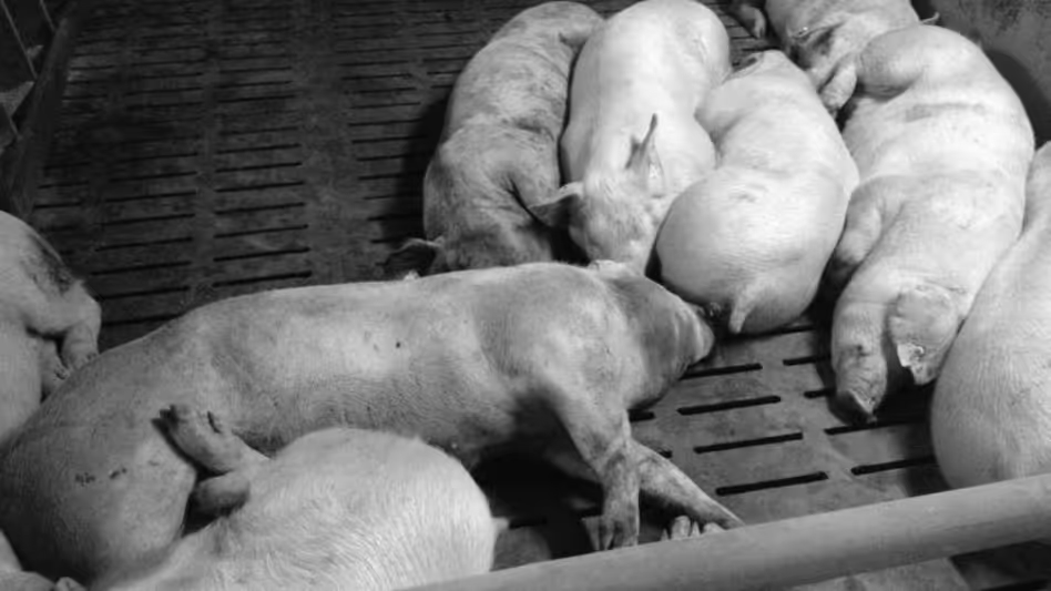 Mizoram loses Rs 960 Cr to African Swine fever, over 71,000 pigs dead