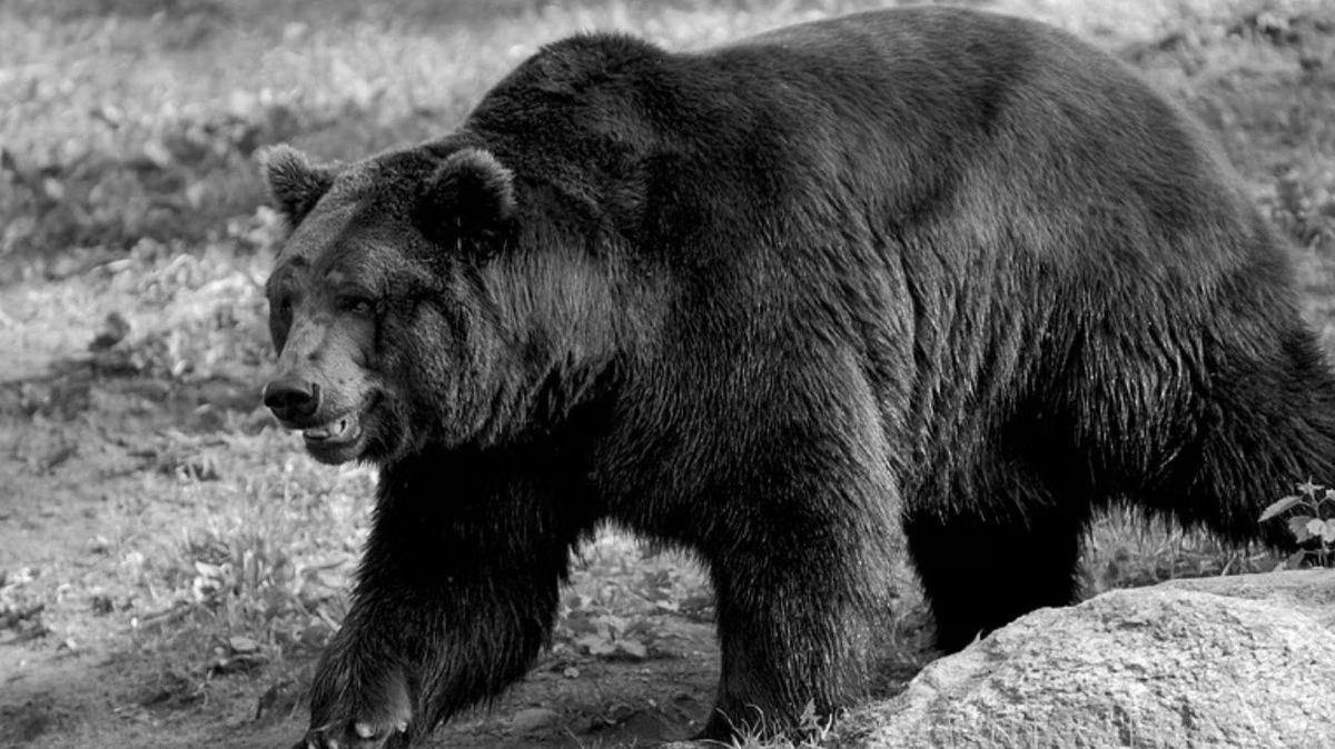 Bear kills villager in Korba District