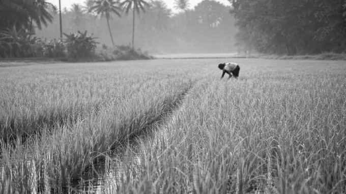 Government Assures Robust Fertiliser Stock for Kharif Season