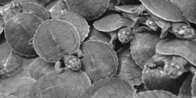 Odisha Forest Department seizes 631 Indian flap shell Turtles in Malkangiri