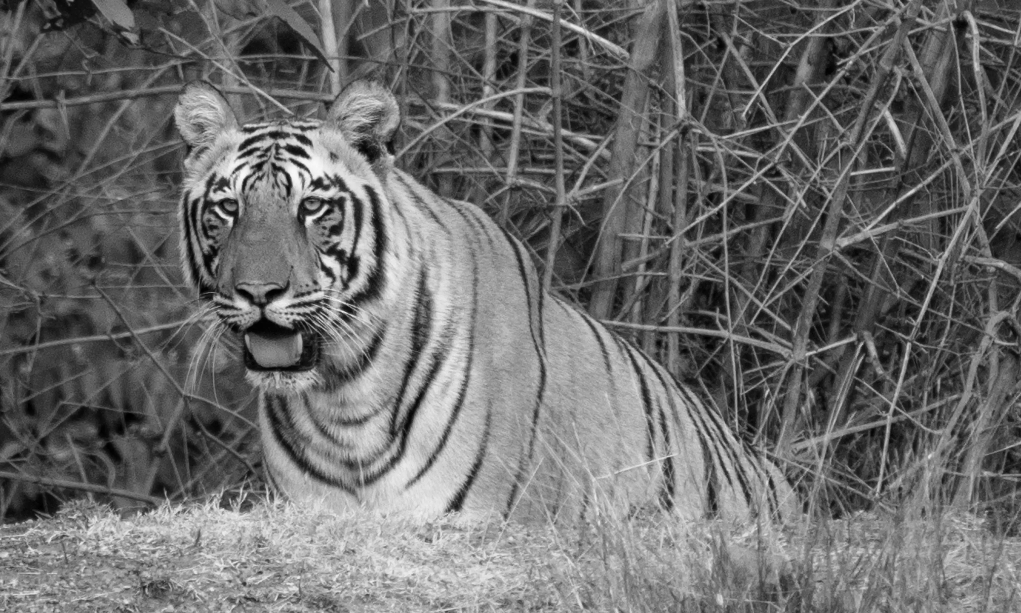 Sariska tigress ST‑17 welcomes three cubs, tiger count reaches 53