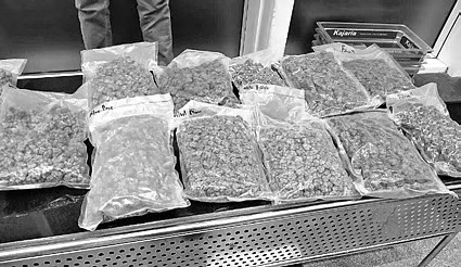 433 kg Cannabis worth ₹2.16 cr seized in Jharkhand: Two arrested