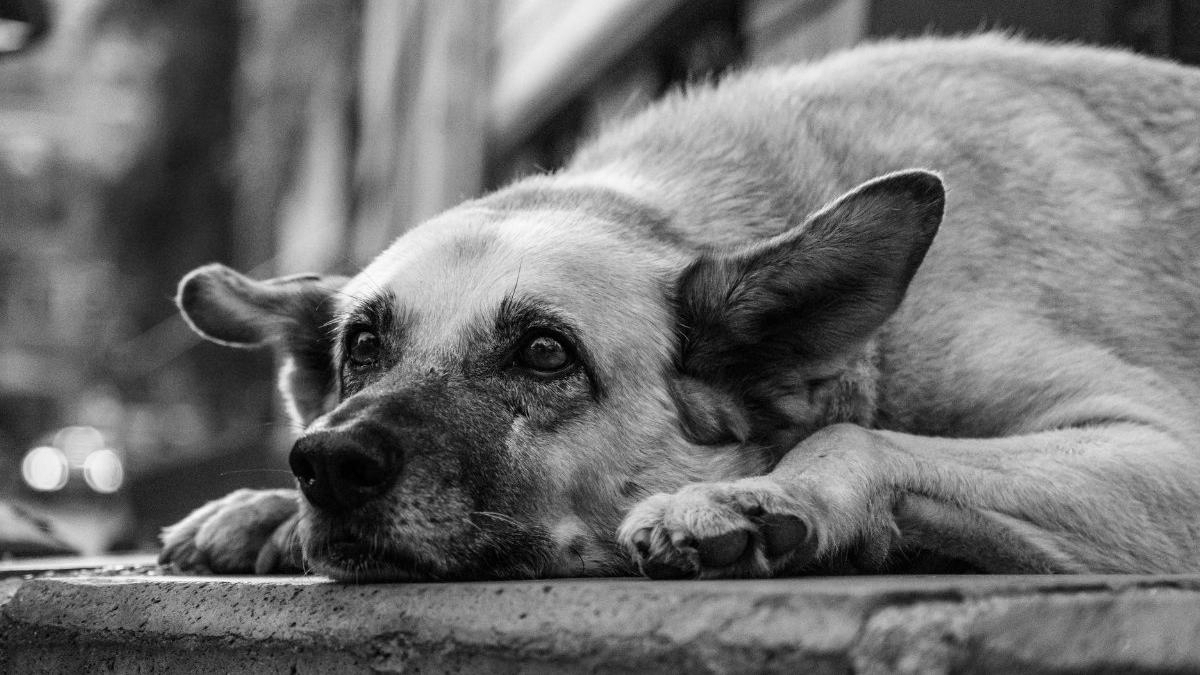 Stray dog involved in elderly woman’s death killed by residents in Kerala