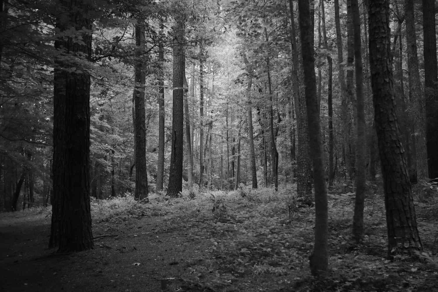 13,000 sq km forest encroached: Panel urges nationwide drone survey