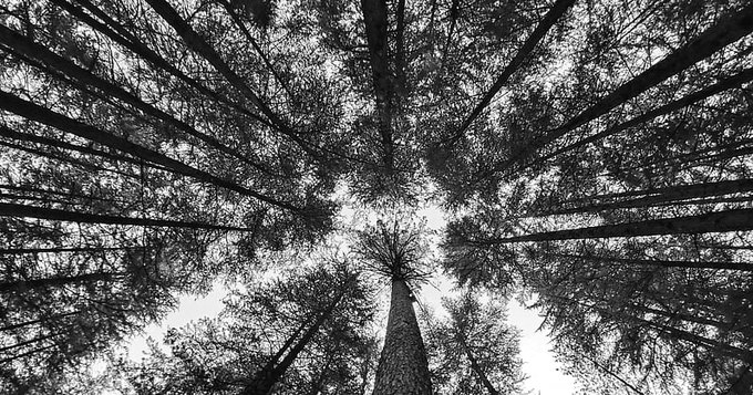 India’s Himalayan green shield shrinks by over 2% in two years: ISFR 2023