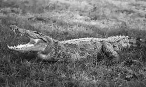Crocodile rescued from IIT Bombay campus