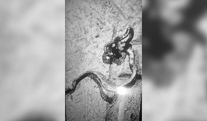 Snake found in prasad sparks panic in Odisha’s Kendrapara
