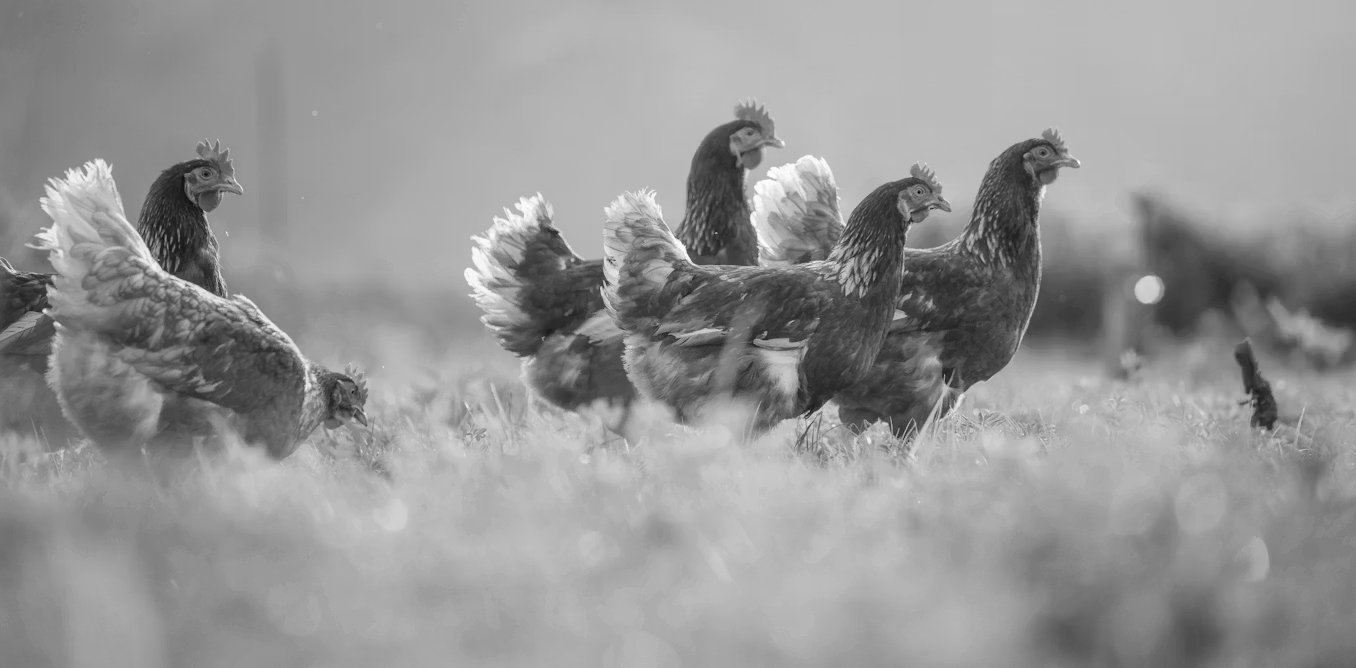 H5N1 Hits Kerala: Over 20,000 Birds to Be Culled as Bird Flu Spreads Fast