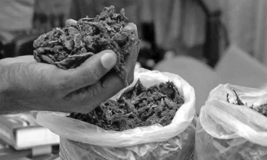 22 kg ganja seized in Maharashtra’s Beed farm, landowner taken into custody