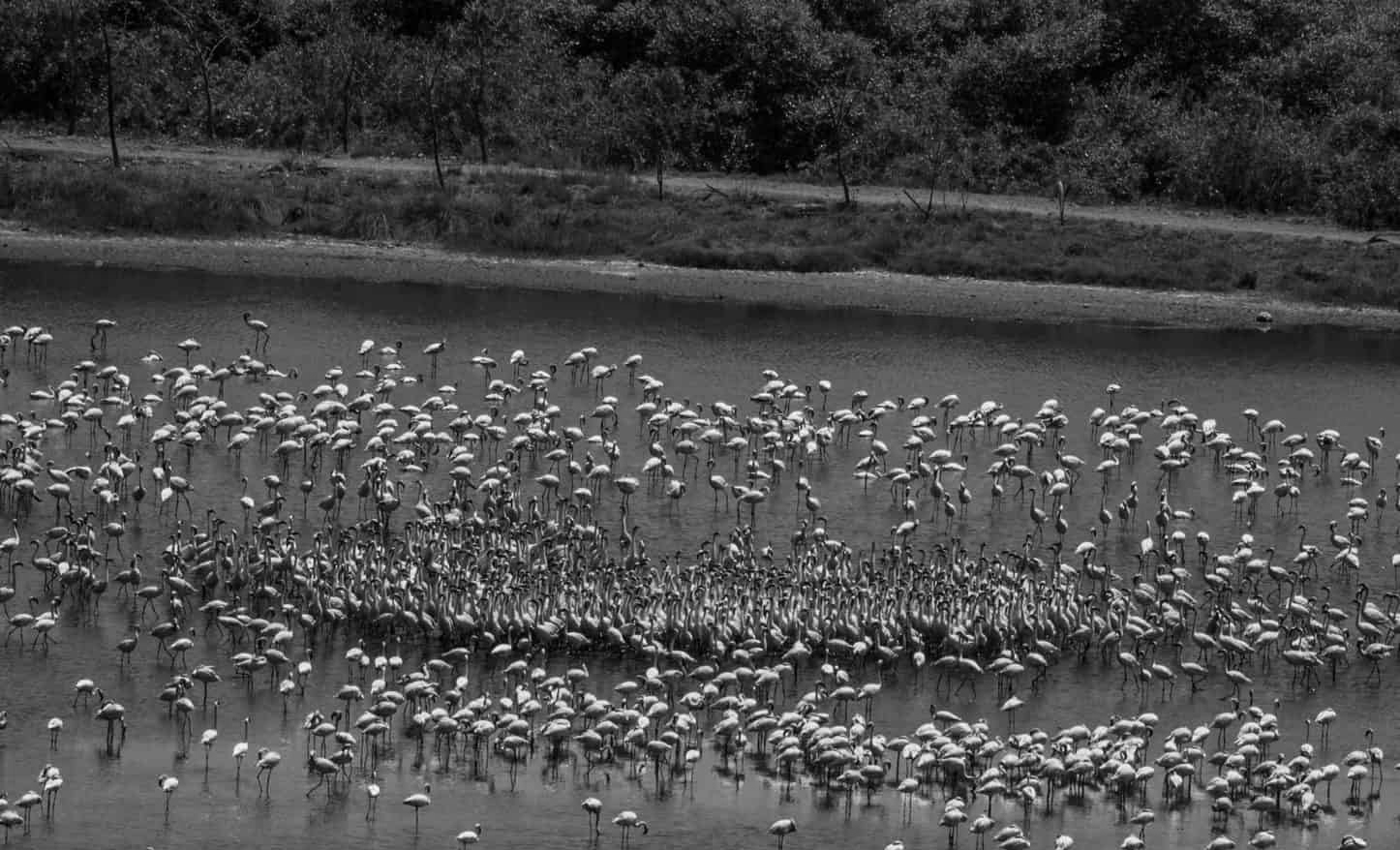 Activists warn toxic wetlands threatening flamingo habitats in Navi Mumbai