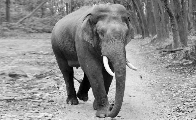 Forest dept launches operation to tranquilise ‘Muttikomban’ after fatal Wayanad attack