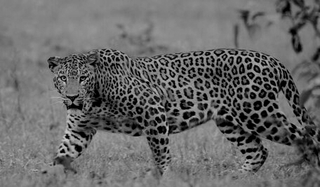 Leopard kills 7-year-old girl inside farmhouse in Dudhwa buffer zone