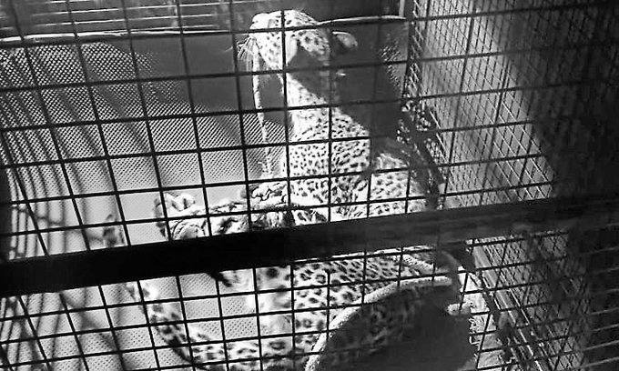 Leopard suspected in killing of 7-year-old girl captured in Uttar Pradesh