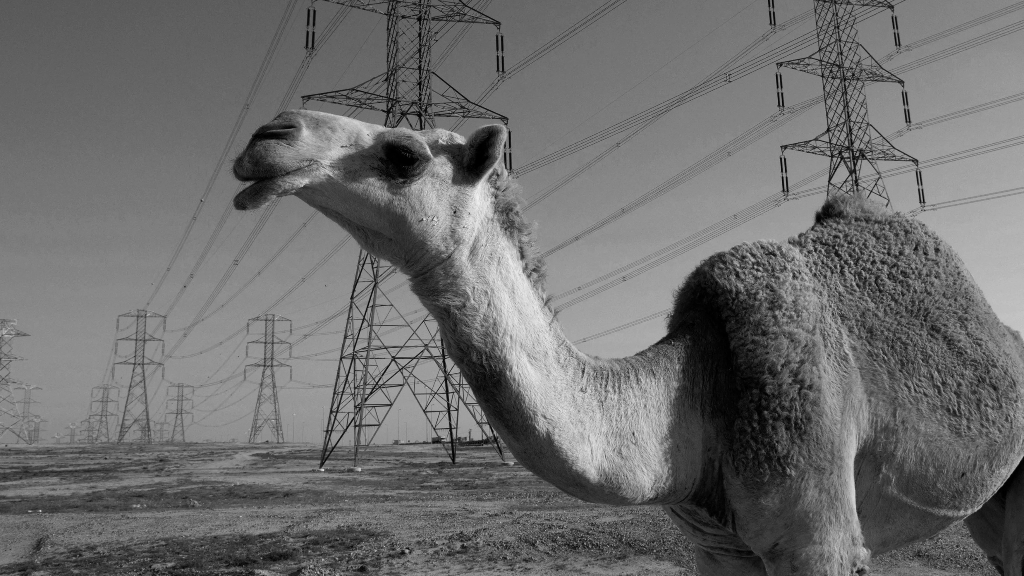 Man arrested for smuggling liquor on camels through forest routes into south Delhi