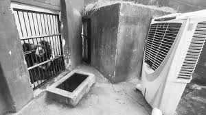 Ice cubes, air coolers, and summer treats for animals of Odisha's Sambalpur Zoo