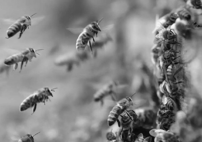 Aligarh farmer dies in bee attack, 4th death in 2 months in UP