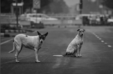 Delhi boosts Dog sterilisation capacity amid rising stray concerns