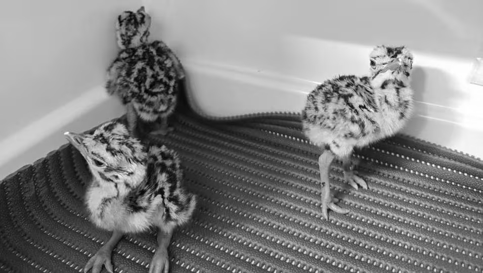 Great Indian Bustard captive count rises to 76 after 3 chicks hatched using artificial insemination