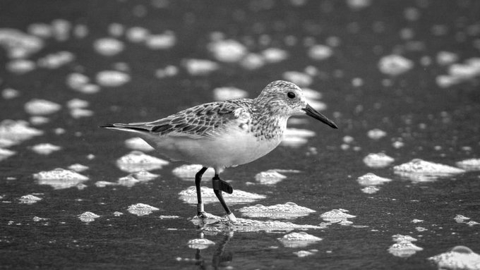 Tagged sanderling seen in Andamans after extraordinary 7,472 km migration from Australia