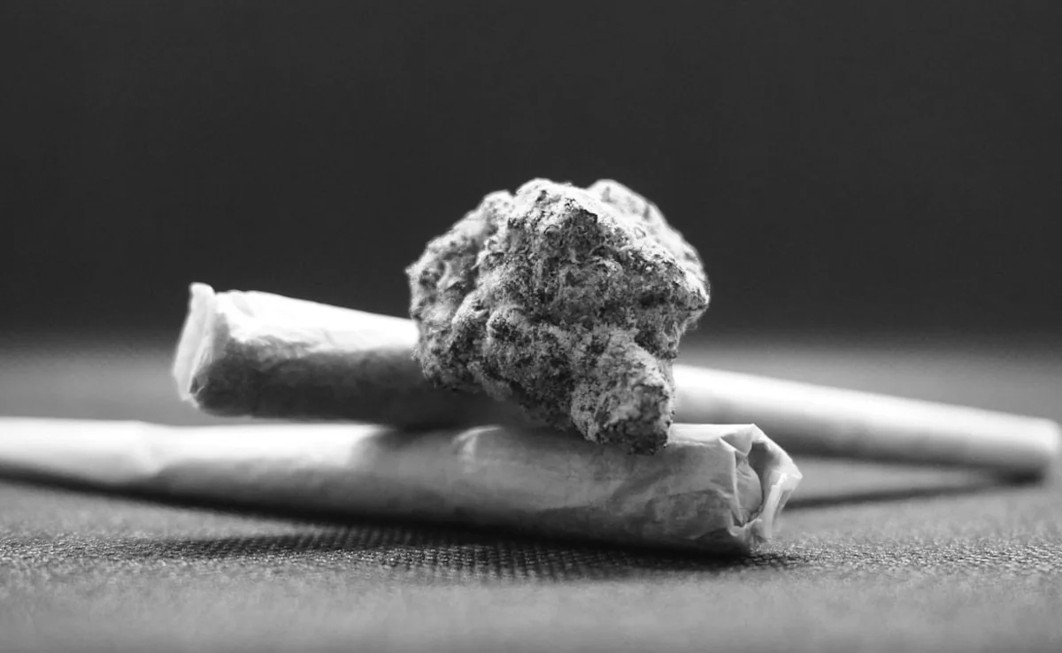 Mumbai police bust ₹7.69 crore hydroponic weed racket, one held