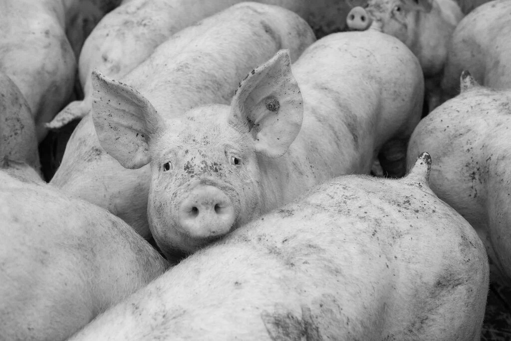 American Swine Fever Outbreak in Chhattisgarh Triggers Culling, Raises Livestock Concerns