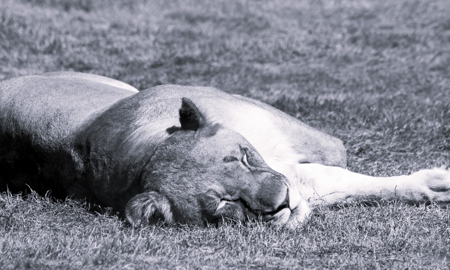 Asiatic Lion ‘Leo’ Dies in Visakhapatnam Zoo After Rare Dual Infection Battle