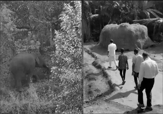 Separated from herd, Elephant Omkar wreaks havoc in North Goa farms