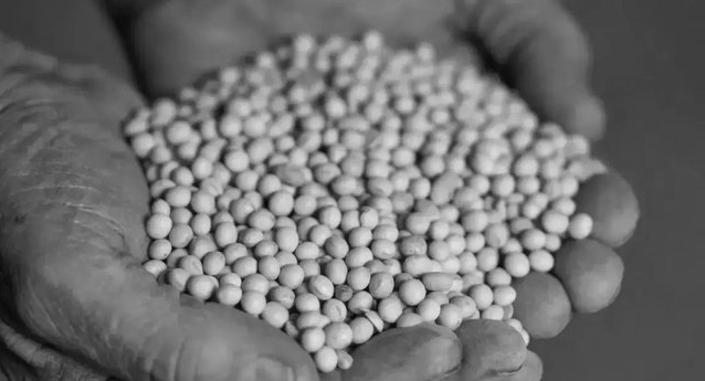 Soybean meal exports from India drop 63 percent in March