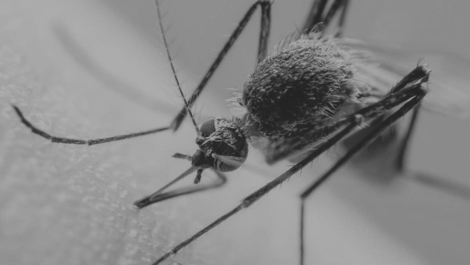 Maharashtra expands immunisation, surveillance to curb Japanese Encephalitis